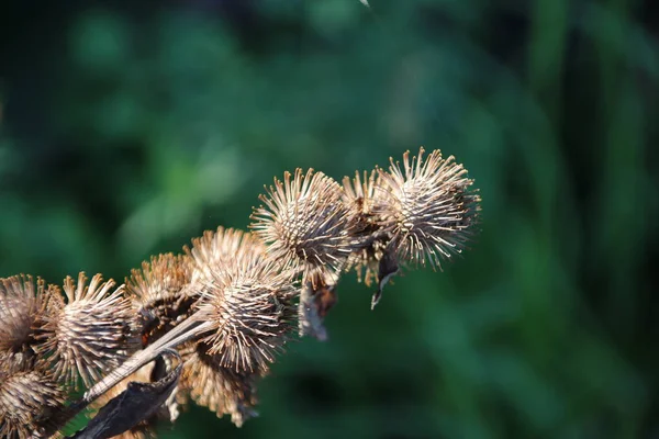 Balles Brunes Laissées Par Les Fleurs Chardon Dans Parc Public — Photo