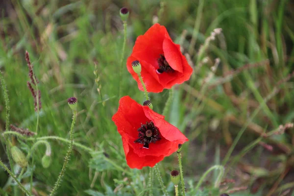 Två Röda Blommor Heter Vallmo Gräset Trädgård Nieuwerkerk Aan Den — Stockfoto