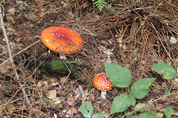 Μανιτάρια Amanita Muscaria Στους Αμμόλοφους Στη Χάγη Αυτό Μύγα Αγαρικό — Φωτογραφία Αρχείου