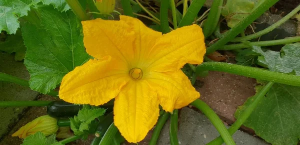 Flor Amarela Abobrinha Planta Abeto Que Crescerá Verdura — Fotografia de Stock