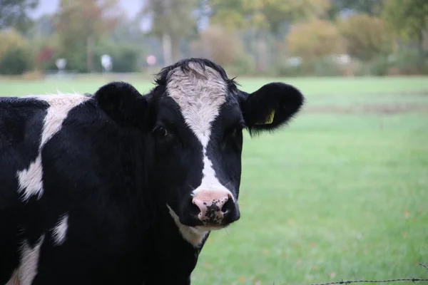 Vacas Blancas Negras Prado Oldebroek Güeldres Países Bajos —  Fotos de Stock