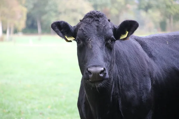 Vaches Blanches Noires Dans Une Prairie Oldebroek Gueldre Pays Bas — Photo