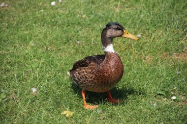 Park Hitland Hollanda çim sahada erkek ördek