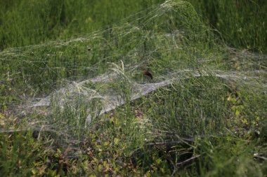 Örümcek ağları üzerinde nieuwerkerk aan den Ijssel Hollanda'da bir bahçe çitleri.