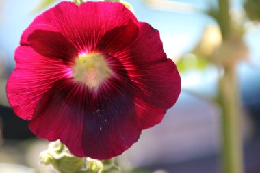 Hibiscus bitki kırmızı, mor ve beyaz çiçek.