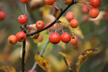 Hollanda'da bir bahçede Firethorn çit turuncu meyveler