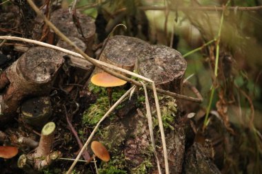Kükürt tutam veya kümelenmiş woodlover mantar sonbahar sırasında ormanda