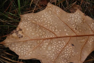 Bir ormandaki yerdeki kahverengi izinli yağmur damlaları