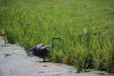 Heron üzerinde Park Hitland çayırlar Nieuwerkerk aan den Ijssel arasında bir hendekte bir balık yakalamak.