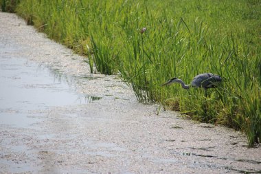 Heron üzerinde Park Hitland çayırlar Nieuwerkerk aan den Ijssel arasında bir hendekte bir balık yakalamak.