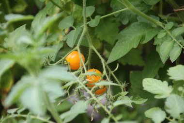 kırmızı boyalı olmak Hollanda'da bir bahçe içinde bir bitki meyve küçük kiraz domates