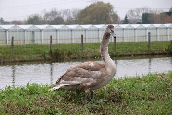 Hnědý Pískle Labutě Nieuwerkerk Aan Den Ijssel Nizozemsku — Stock fotografie