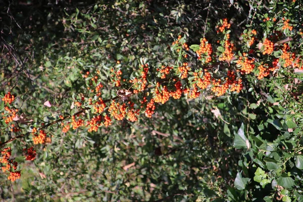 Orangenbeeren Der Feuerdornhecke Einem Garten Den Niederlanden — Stockfoto