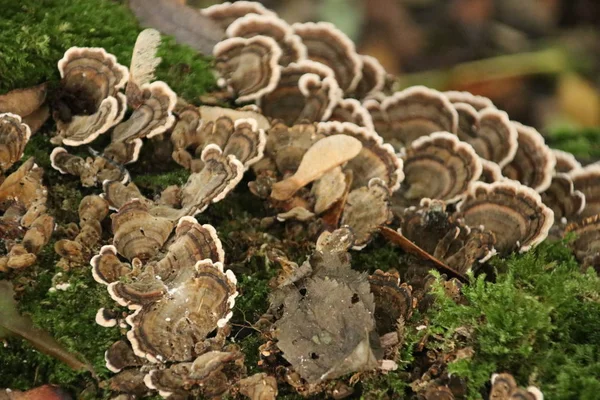 Polypore Fungus Schollenbos Capelle Aan Den Ijssel Los Países Bajos — Foto de Stock