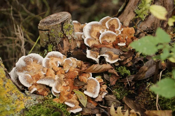 Polypore Μύκητα Στο Schollenbos Στο Capelle Aan Den Ijssel Στην — Φωτογραφία Αρχείου