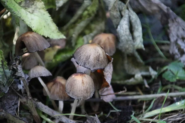 Cogumelo Psathyrella Conopilus Floresta Durante Temporada Outono — Fotografia de Stock