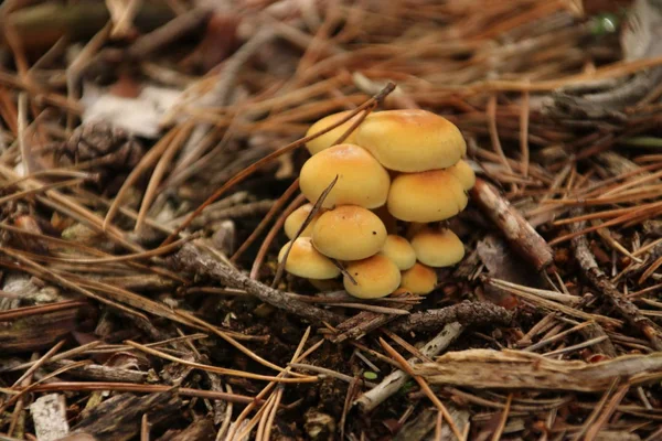 Tufo Enxofre Cogumelo Amiláceo Aglomerado Floresta Durante Outono — Fotografia de Stock