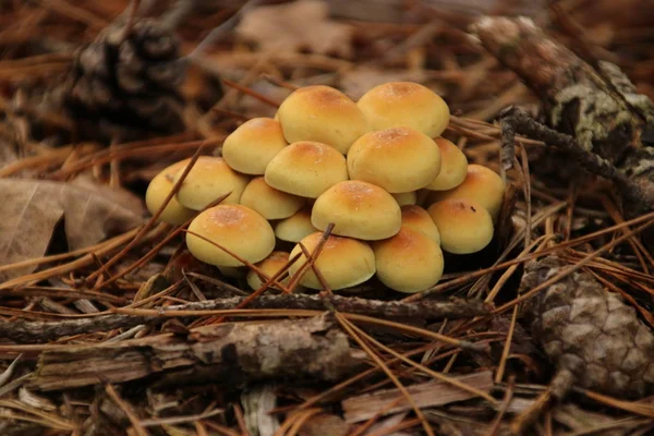 Penacho Azufre Champiñón Leñador Agrupado Bosque Durante Otoño —  Fotos de Stock