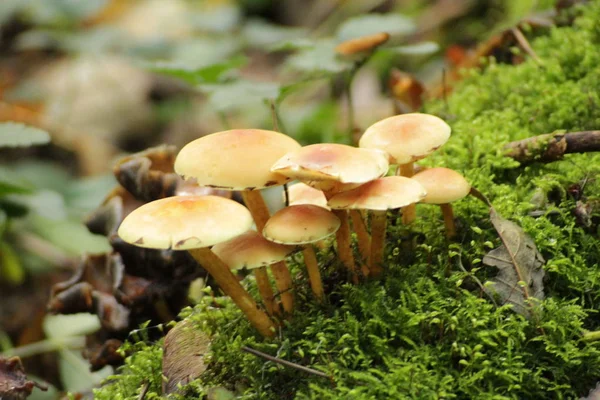 Penacho Azufre Champiñón Leñador Agrupado Bosque Durante Otoño —  Fotos de Stock