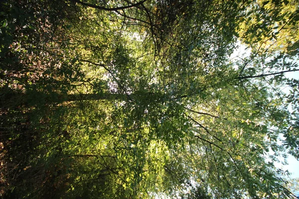 Árboles Desde Perspectiva Del Fondo Park Hitland Los Países Bajos —  Fotos de Stock