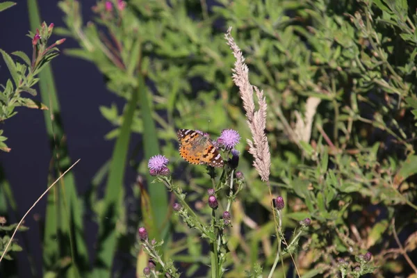 Park Hitland Hollanda Thistle Bitkisinin Mor Çiçeği Üzerinde Kelebek — Stok fotoğraf
