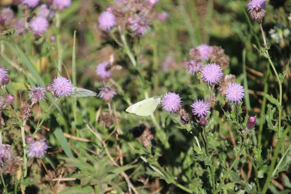 Park Hitland Hollanda Thistle Bitkisinin Mor Çiçeği Üzerinde Kelebek — Stok fotoğraf