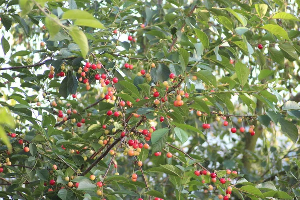 Třešně Žluté Zelené Červené Roste Stromě — Stock fotografie