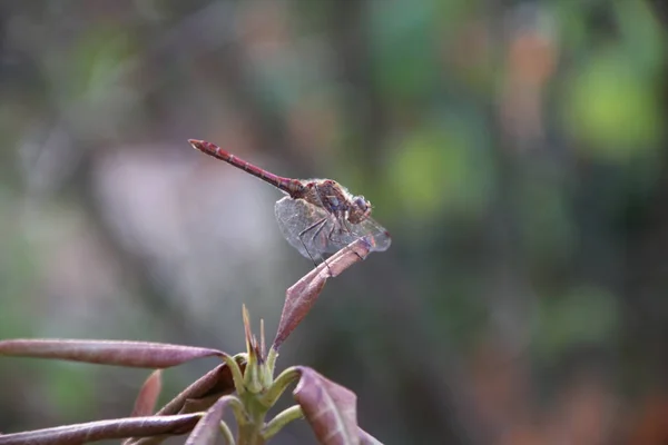 Dragonfly Een Pruik Met Rode Staart Bossen Van Veluwe Nederland — Stockfoto