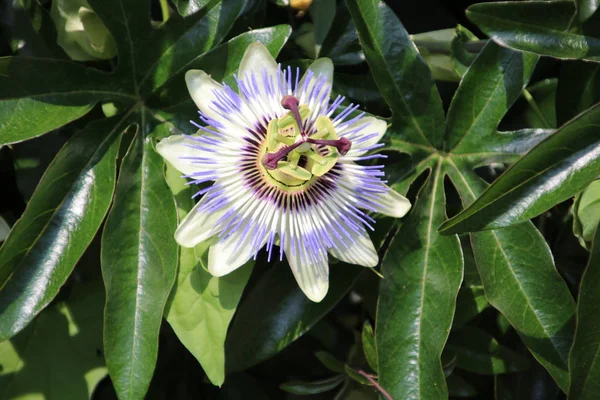 Çarkıfelek beyaz ve mor bahçede çiçek Başkanı