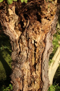 Sonbahar sezonu genel Park Schakenbosch Leidschendam içinde çürüyen açık söğüt ağacı