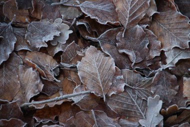 Kahverengi yapraklar Rhenen Hollanda Grebberberg orman, dondurulmuş