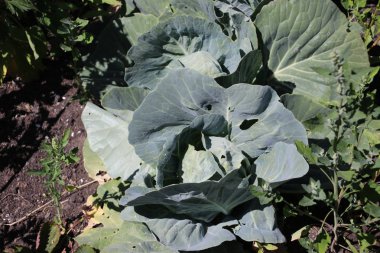 Bitki karnabahar için yetiştirilen tam kış için bekleyen sonbahar Paz