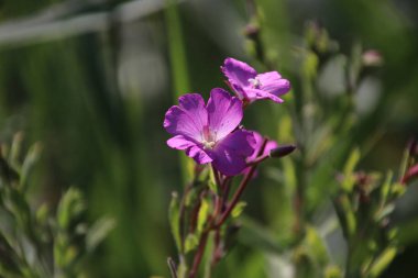 Tibouchina urvilleanan veya örümcek çiçek pembe renk nieuwerkerk aan den Ijssel Hollanda Hitland parkında