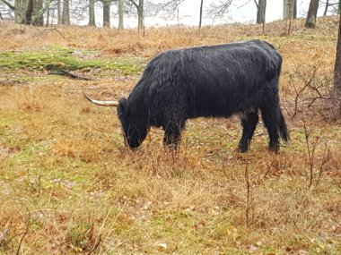 İskoç yayla sığır çim Hollanda Hilversum, ormandaki otlatma