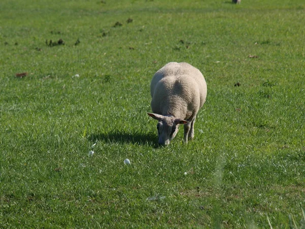 Cute Young Lambs Meadows Moordrecht Sun Netherlands — Stock Photo, Image