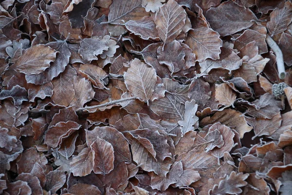Folhas Marrons Congeladas Floresta Grebberberg Rhenen Nas Terras Baixas — Fotografia de Stock