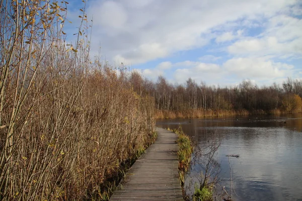 Коричневый Тростник Вдоль Бассейна Осенью Зоне Отдыха Парк Хитланд Голландском — стоковое фото