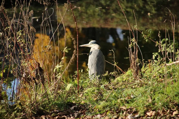 Garça Caça Temporada Outono Parque Público Schakenbosch Leidschendam — Fotografia de Stock