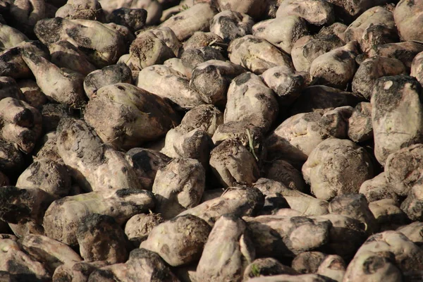 Pile Sugar Beets Drying Autumn Sun Farm Moerkapelle Netherlands — Stock Photo, Image