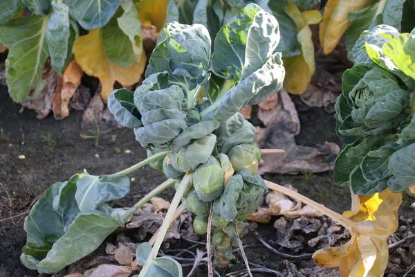 brussels sprouts on a green plant in the sun waiting to grow in Zevenhuizen the Netherlands