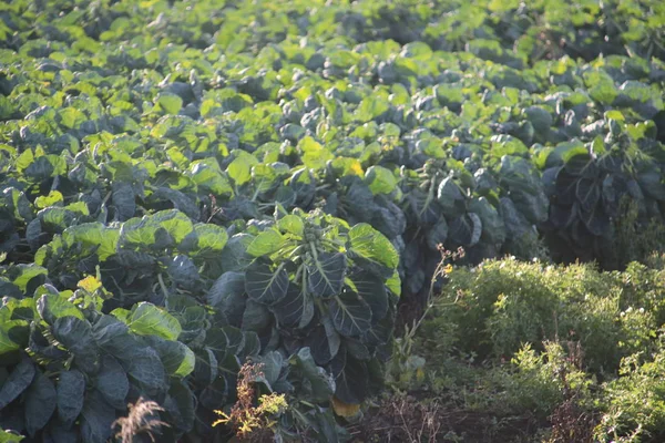 Field filled with brussels sprouts plant in the sun waiting to grow in Zevenhuizen the Netherlands