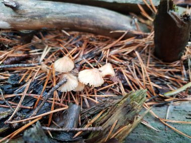 capelle aan den IJssel Hollanda schollenbos ortak ormanında Mycena mantar.