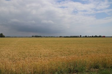 Kuru çayır zwolle Hollanda yakın karanlık cumulus bulutları ve önümüzdeki fırtına yukarıdaki.