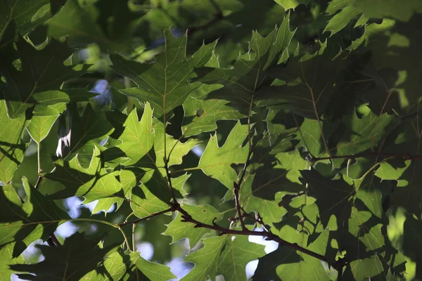 네덜란드에서에서 태양에 나무에 나뭇잎 — 스톡 사진