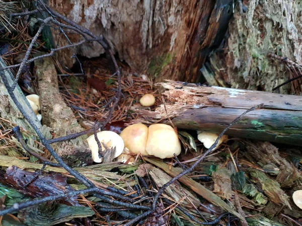 Mycena Μανιτάρι Στο Κοινό Δάσος Schollenbos Στην Capelle Aan Den — Φωτογραφία Αρχείου