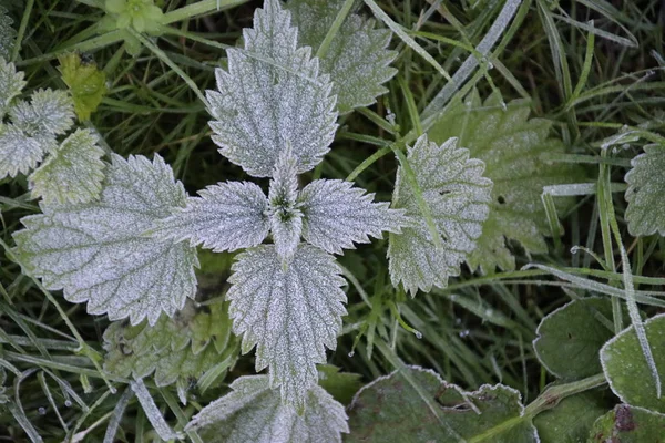 Gefrorene Disteln Und Blätter Mit Eiskristallen Boden Morgen — Stockfoto