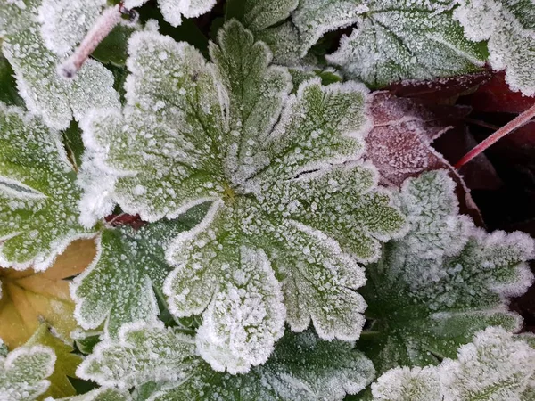 Gefrorene Disteln Und Blätter Mit Eiskristallen Boden Morgen — Stockfoto