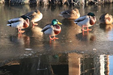 Wild ducks standing on the frozen ice water during sunrise in Park Hitland in the Netherlands. clipart