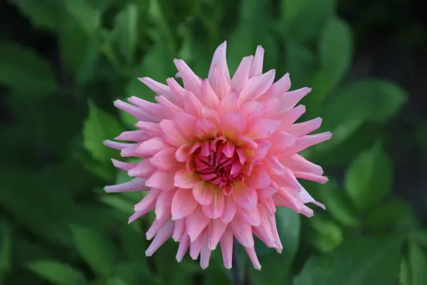 Pink Cactus Dahlia Jardim Parque Hitland Nieuwerkerk Aan Den Ijssel — Fotografia de Stock