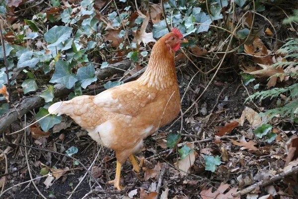 在荷兰 Niiuwerkerk Aan Ijssel Hitland 公园寻找食物的棕色鸡 — 图库照片